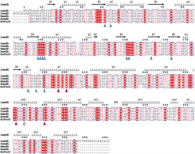 Discovery and Biochemical Characterization of a Methanol Dehydrogenase From Lysinibacillus xylanilyticus